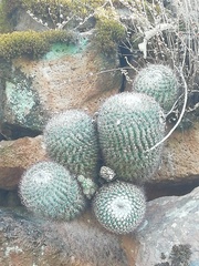 Mammillaria rhodantha fera-rubra