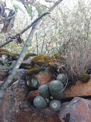Mammillaria rhodantha fera-rubra