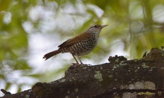 Thryophilus pleurostictus