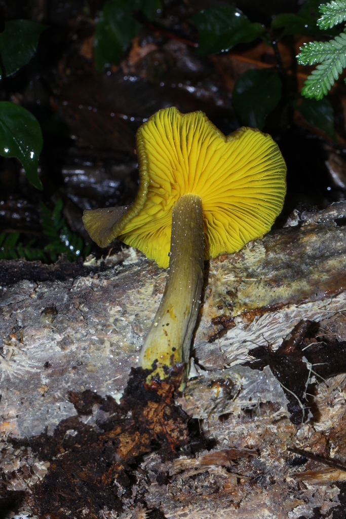 Tricholomopsis humboldtii
