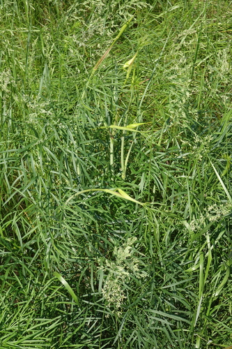 Peucedanum morisonii, photograph 6