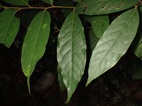 Prunus arborea observed 2025-10-01