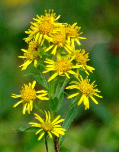 Photograph of goldenrods (Solidago)