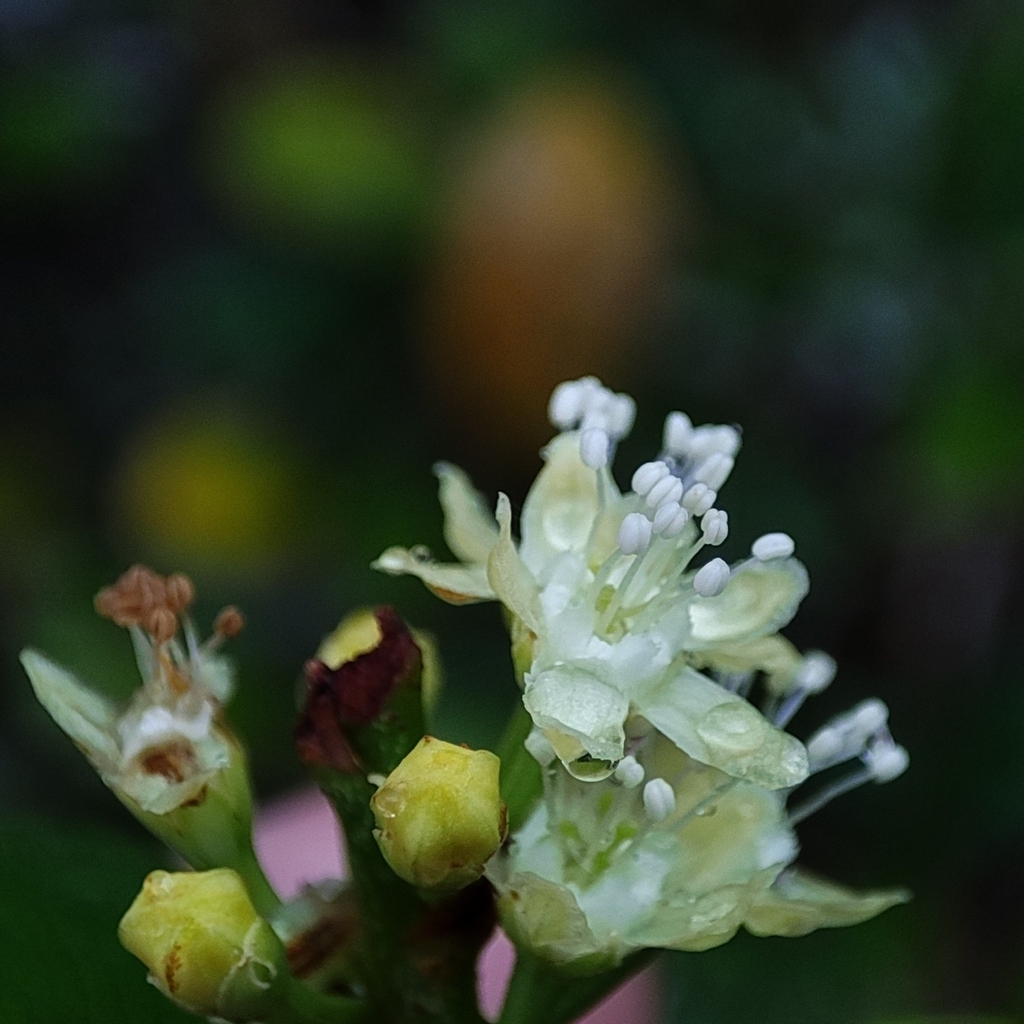 Erythroxylum passerinum