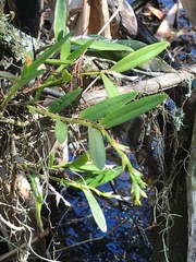 Epidendrum rigidum