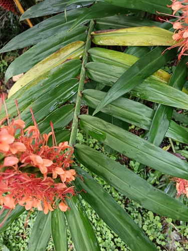 Hedychium coccineum, photograph 5