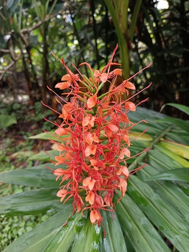 Hedychium coccineum, photograph 6