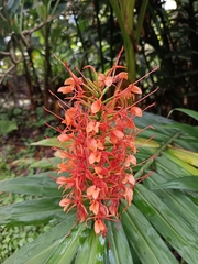 Hedychium coccineum, photograph (c) Vargas Alisson, some rights reserved (CC BY)