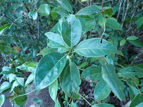 Cinnamomum parthenoxylon observed 2025-10-01