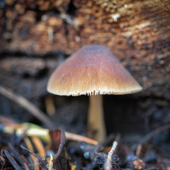 Pluteus fulvibadius