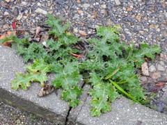 Carduus pycnocephalus