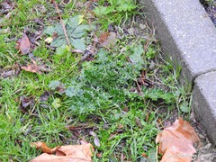 Carduus pycnocephalus