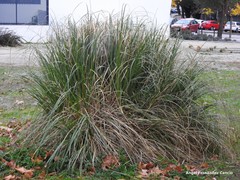 Cortaderia selloana