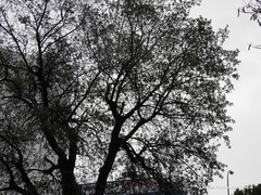 Quercus rotundifolia