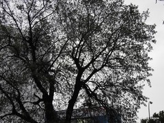 Quercus rotundifolia