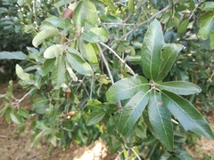 Quercus brandegeei