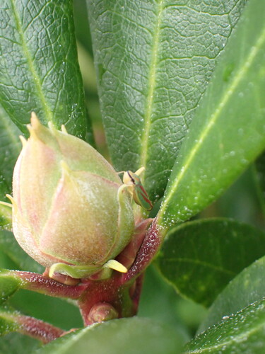 Rhododendron Leafhopper, photo 8 of 8