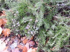 Salvia rosmarinus