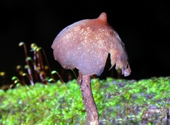 Psilocybe yungensis