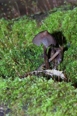 Psilocybe yungensis