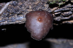 Psilocybe yungensis