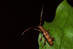 Plectromerus bidentatus