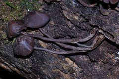 Psilocybe yungensis