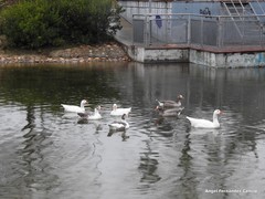 Anser anser domesticus