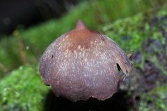 Psilocybe yungensis