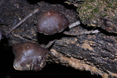 Psilocybe yungensis