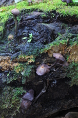 Psilocybe yungensis