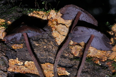 Psilocybe yungensis