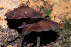 Psilocybe yungensis