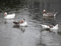 Anser anser domesticus