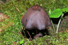 Psilocybe yungensis