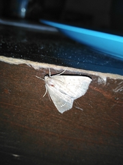 Focillidia
