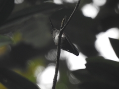 Haplophaedia aureliae