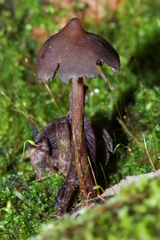 Psilocybe yungensis