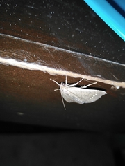 Focillidia