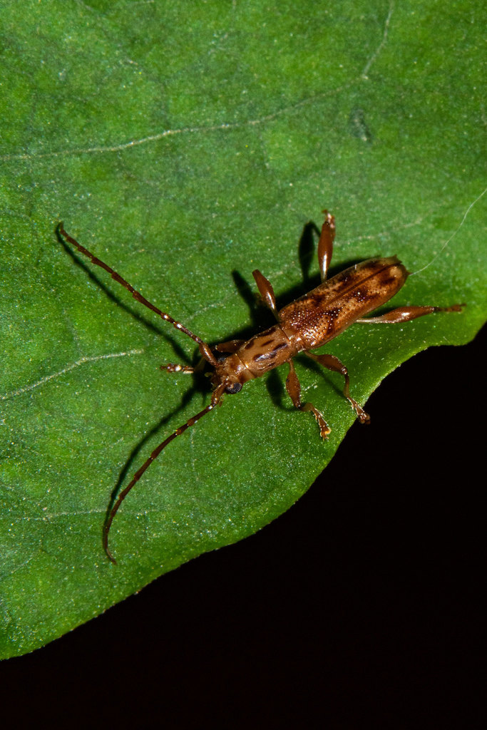 Plectromerus bidentatus