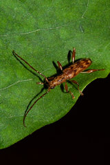 Plectromerus bidentatus