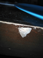 Focillidia
