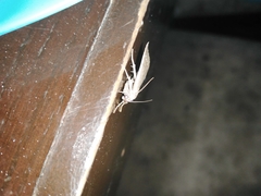 Focillidia