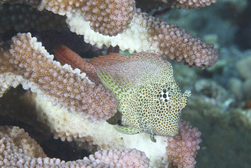 Leopard Blenny