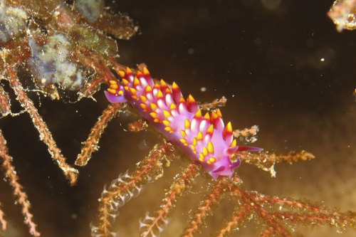 Porites-eating Nudibranch