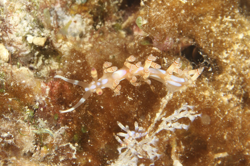 Samla bilas