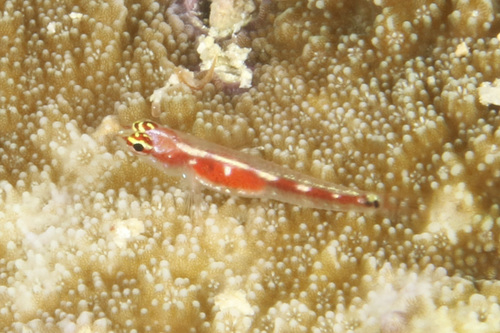 False-comet Dwarfgoby