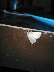 Focillidia
