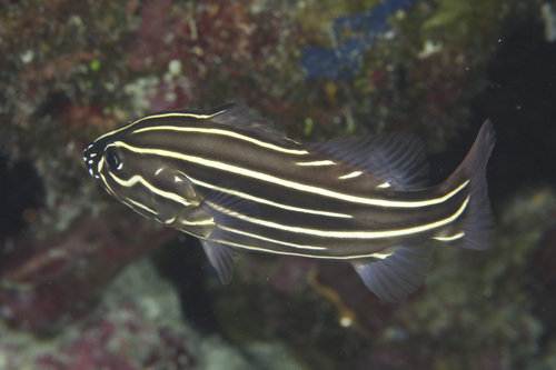 Lined Soapfish