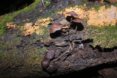 Psilocybe yungensis